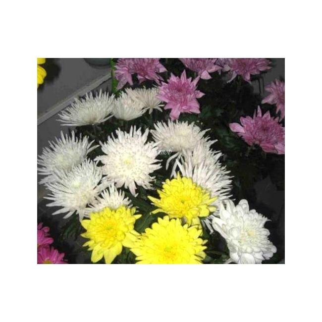 Цветок хризантема