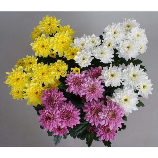 Ветка хризантемы