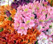Альстромерия
